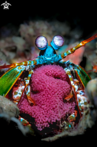 A Mantis Shrimp