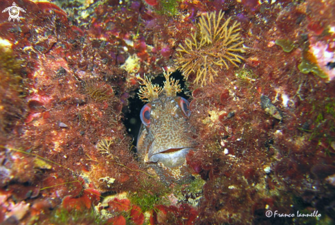 A Blennius | Bavosa