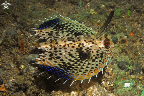 A reef fish