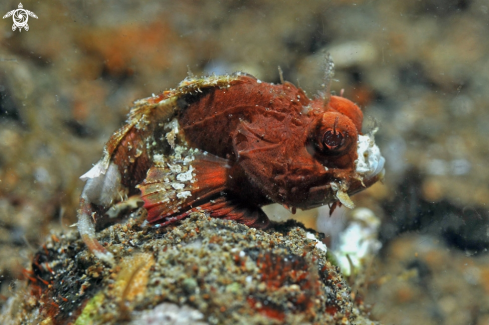 A scorpion fish