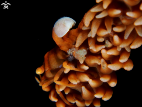 A pontonides ankeri | Whip coral shrimp & Parasite
