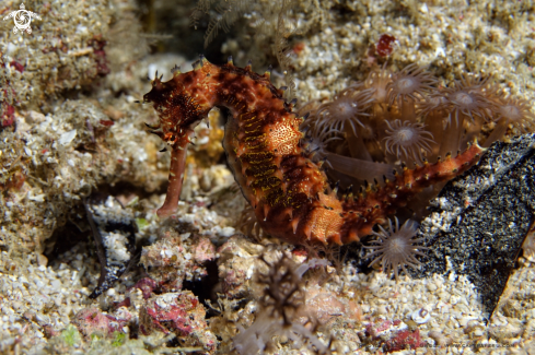 A Hippocampus histrix | Seahorse