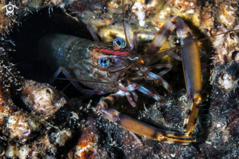 A Cave shrimp