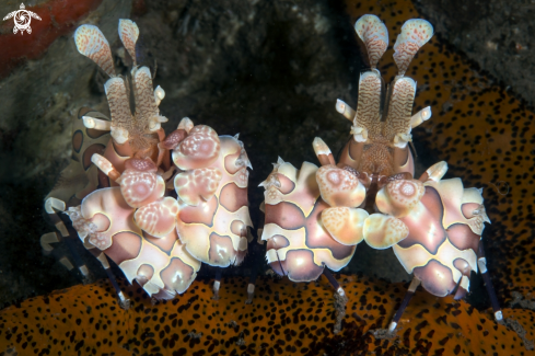 A Arlequin shrimp