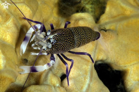 A Gnathophyllum elegans | Bumblbee shrimp