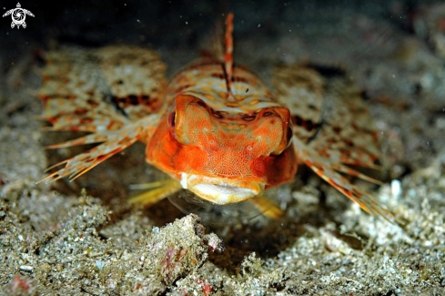 A reef fish