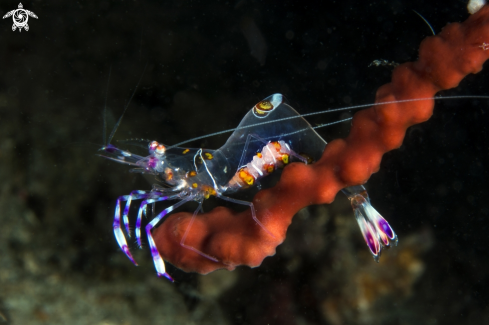 A Periclimenes sarasvati | Commensal shrimp