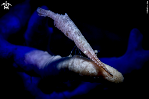 A Saw blade shrimp