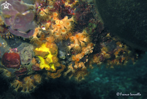 A Astroides calycularis | Astroides