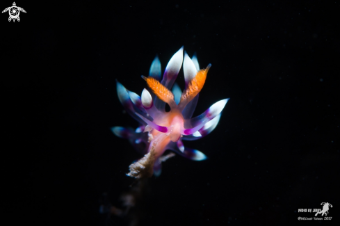 A  Flabellina exoptata |  Flabellina exoptata