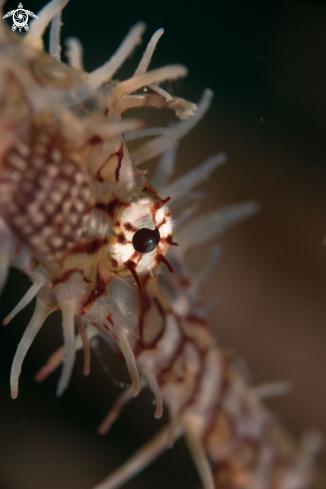 A Solenostomus paradoxus | Ornate Ghost Pipefish