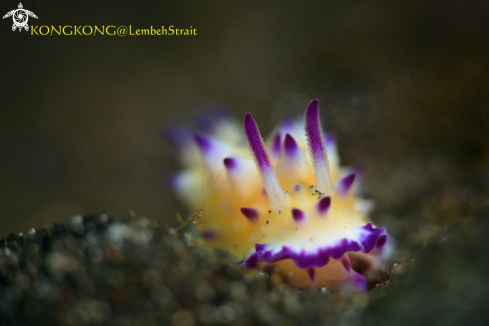 A Nudibranch