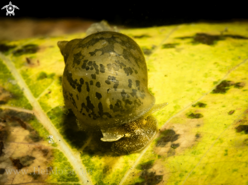 A Schlammschnecke (Lymnaeidae)