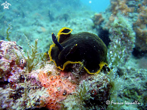 A Nudibranchia | Nudibranco