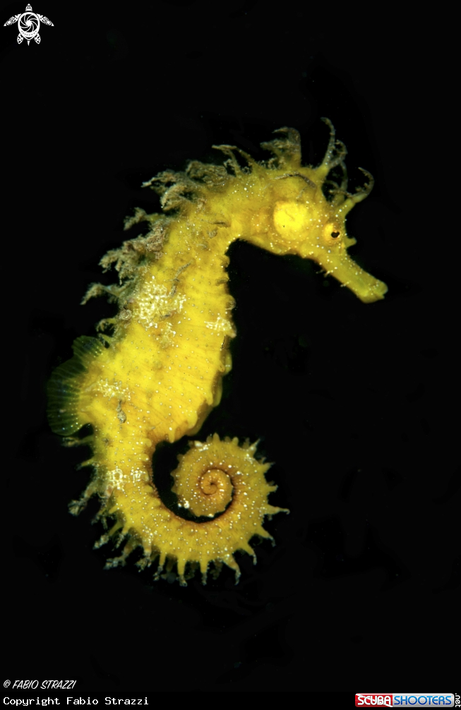 A Hippocampus guttulatus