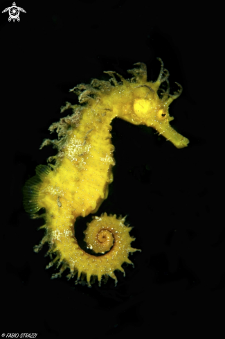 A Hippocampus guttulatus