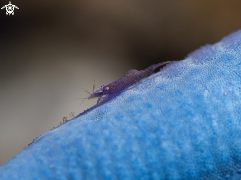 A Sea star shrimp