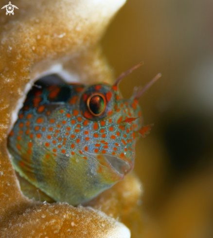 A Hypsoblennius invemar  | Tessellatted Blenny 