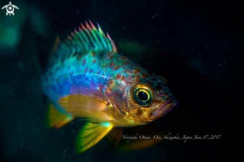 A Sebastes inermis Cuvier, 1829 | Darkbanded rockfish