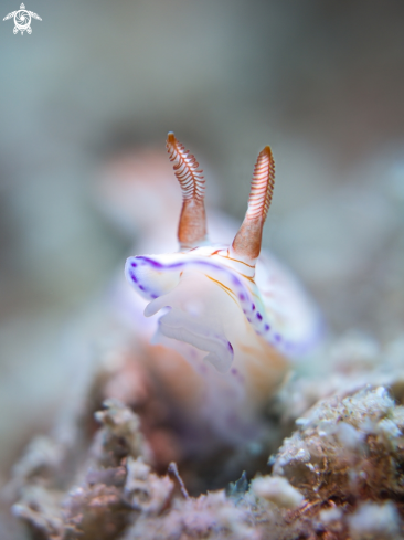 A Hypselodoris sp. | Nudibranch