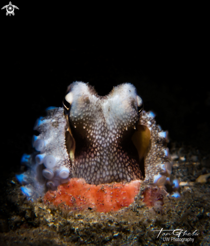 A Ampioctopus marginatus | Coconut Octopus