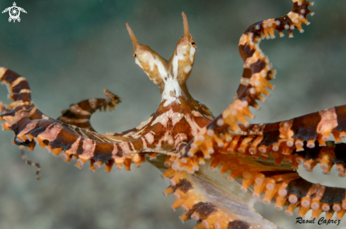 A Wunderpus photogenicus