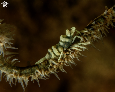 A Dasycaris zanzibarica | Whip coral shrimp