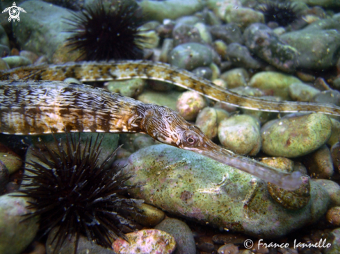 A Syngnathus typhle | Ago Cavallino