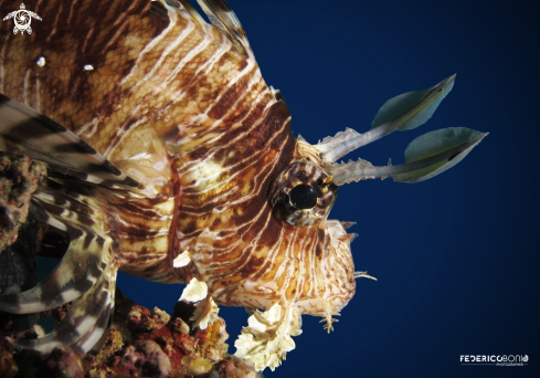 A Lionfish