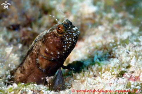 A Sailfin blenny