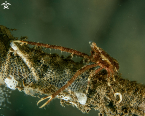 A Squat lobster