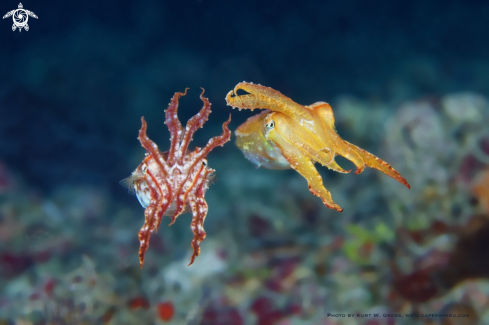 A Sepia papuensis | Papua Sepia