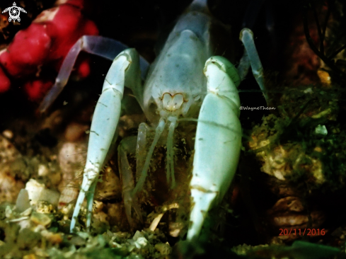 A Ghost Lobster