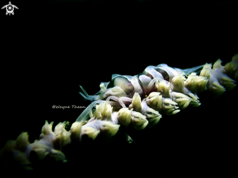 A Whip coral shrimp