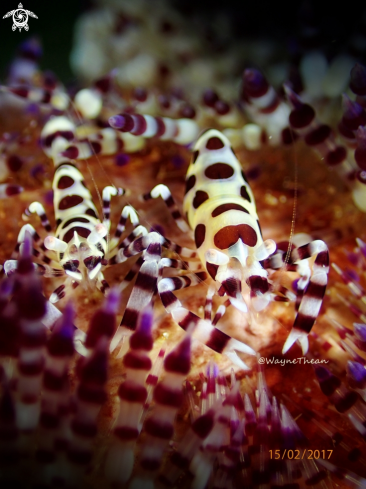 A Periclimenes colemani | Coleman shrimps