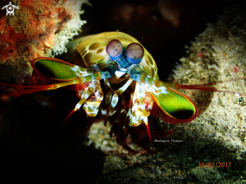 A Odontodactylus scyllarus | Peacock Mantis Shrimp