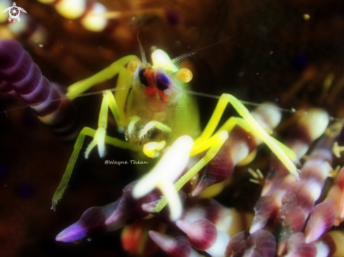 A Squat Lobster | Squat Lobster