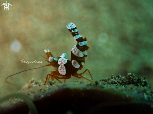A Thor amboinensis | Sexy Anemone Shrimp