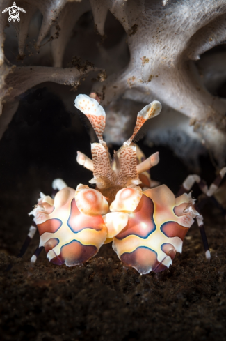 A Arlequin Shrimp