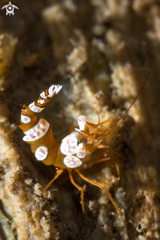 A Thor Shrimp