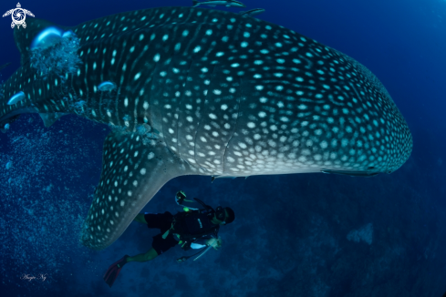 A Whale Shark