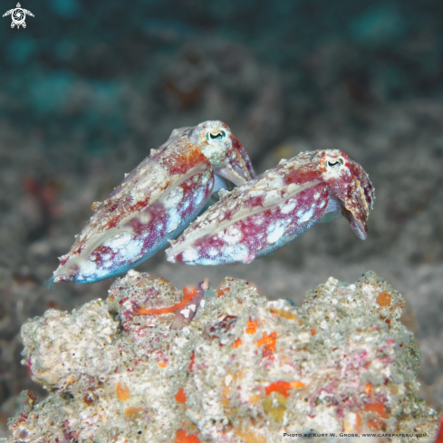 A Sepia papuensis, Couple | Papua Sepia Couple