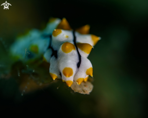 A Sea Cucumber juv