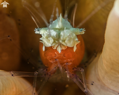 A Popcorn shrimp