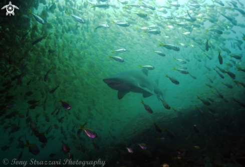 A Grey Nurse Shark