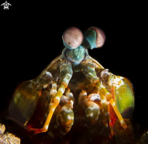 A Peacock Mantis Shrimp