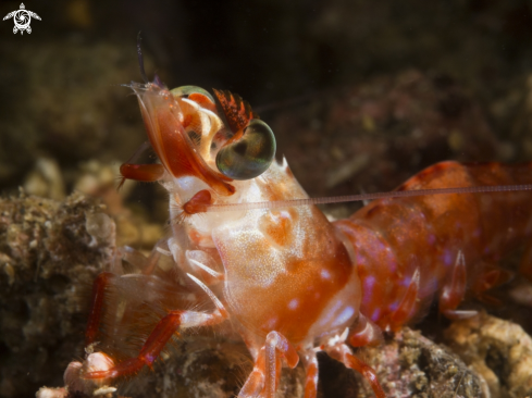 A Comensal Shrimp