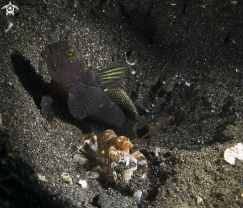 A Goby and Comensal Shrimp