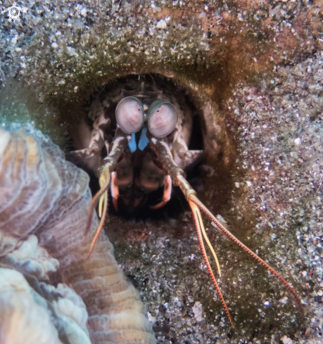 A Mantis Shrimp