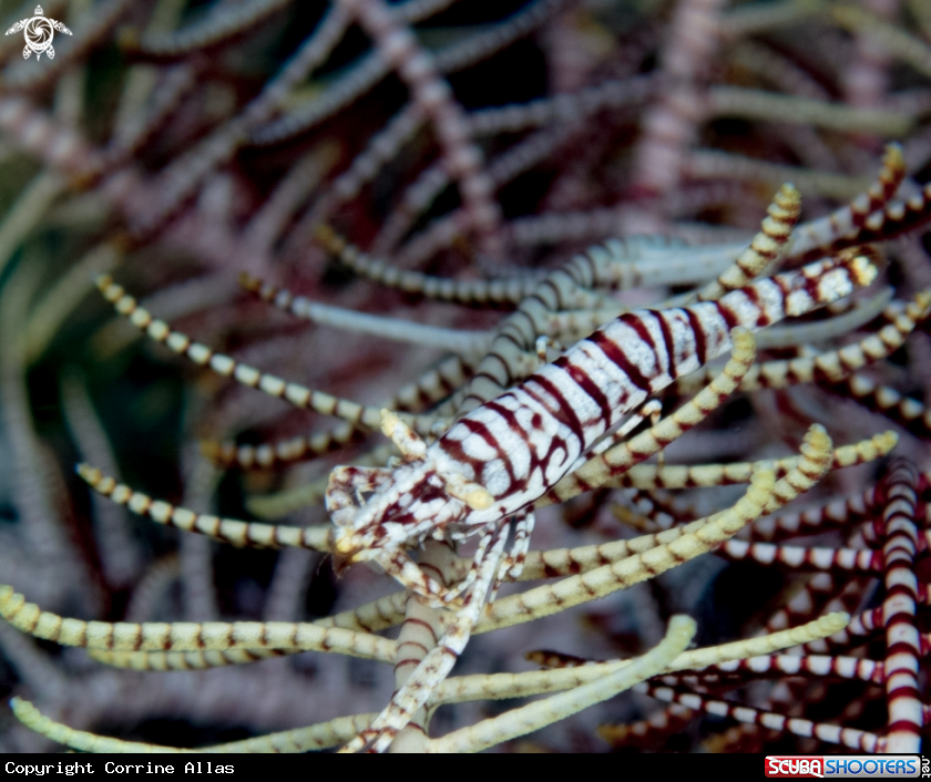 A Crinoid Shrimp